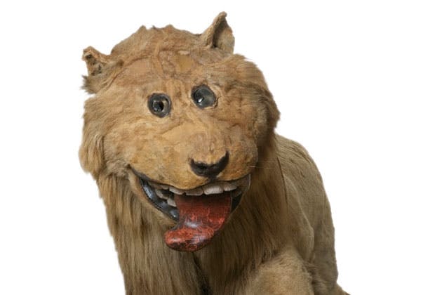 Svensk konge udstoppede skeløjet løve | historienet.dk
