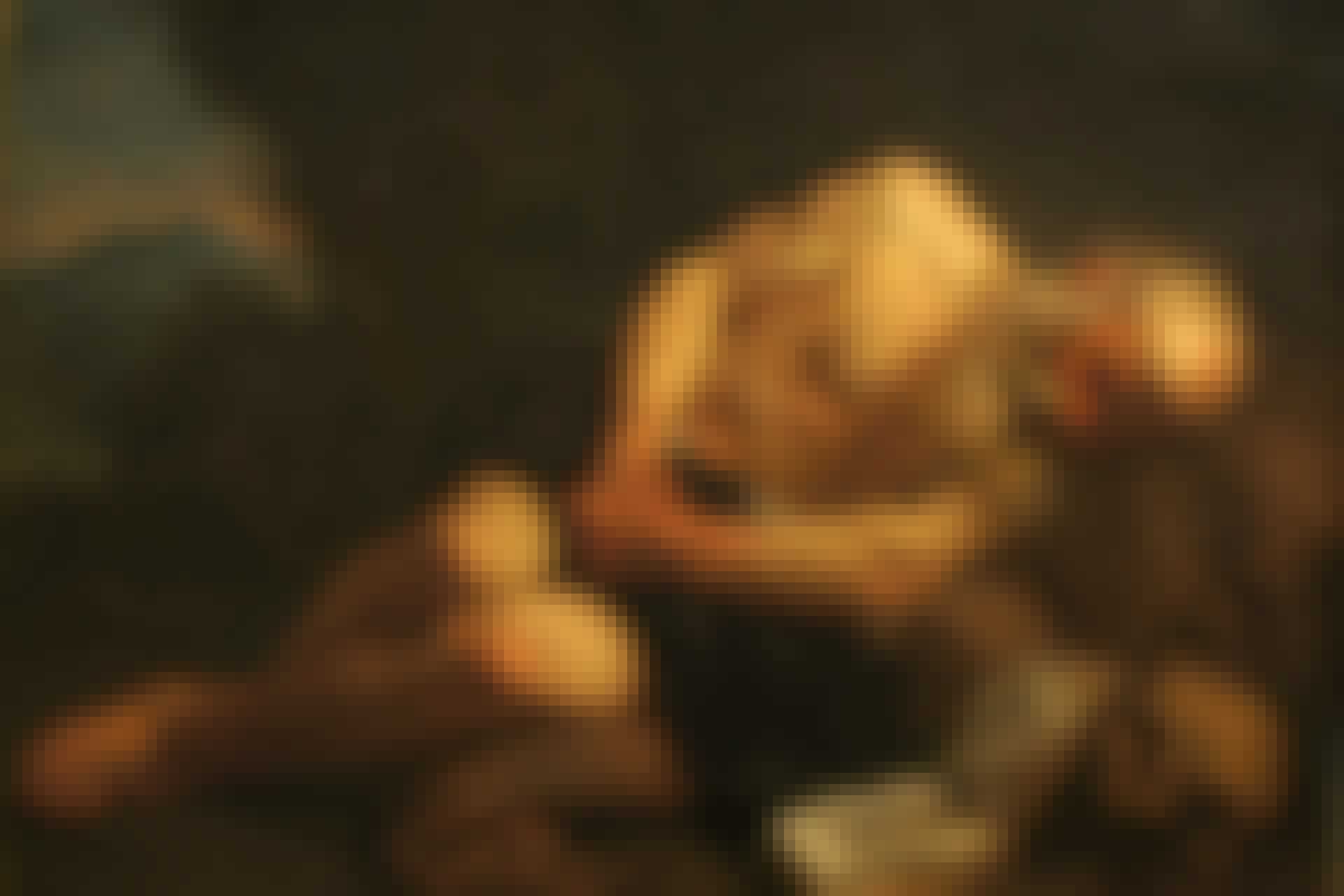 23215