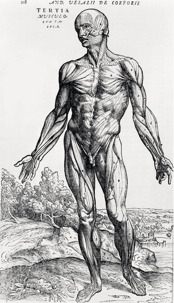 Vesalius bok från 1543 är full med detaljerade teckningar av människokroppen. Vesalius bok från 1543 är full med detaljerade teckningar av människokroppen.
