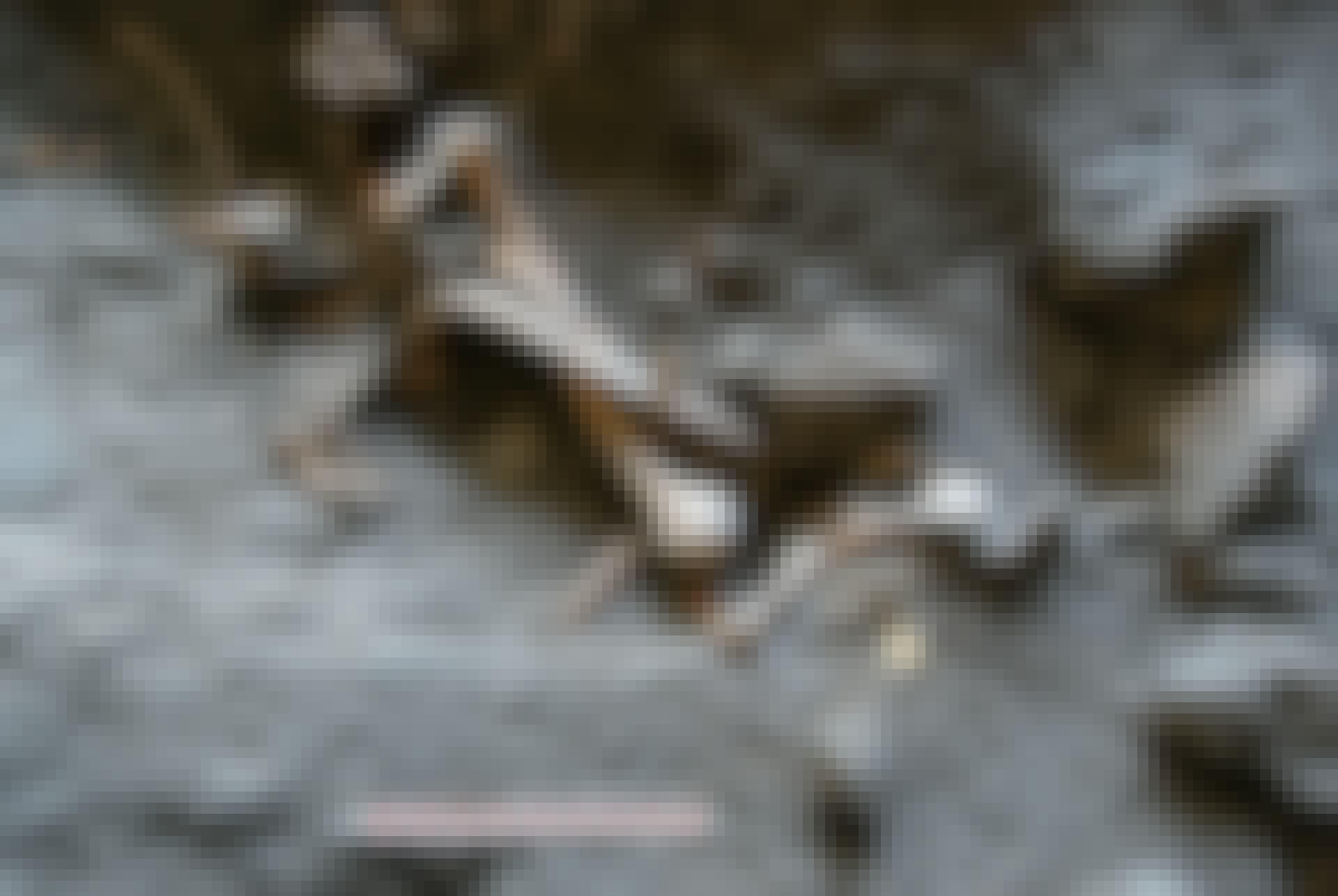 Knogler ved Pompeji Knogler ved Pompeji