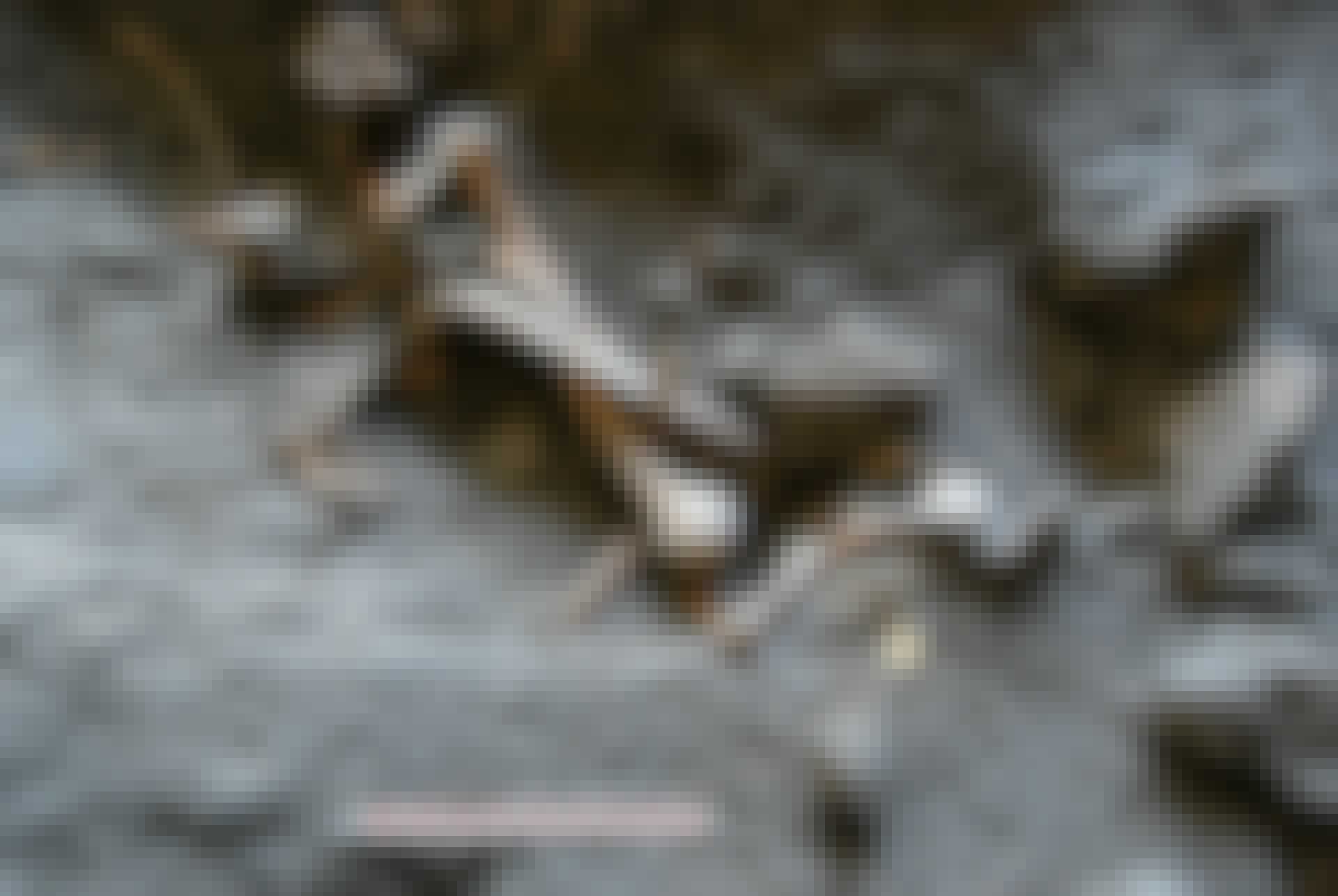 Knogler ved Pompeji Knogler ved Pompeji