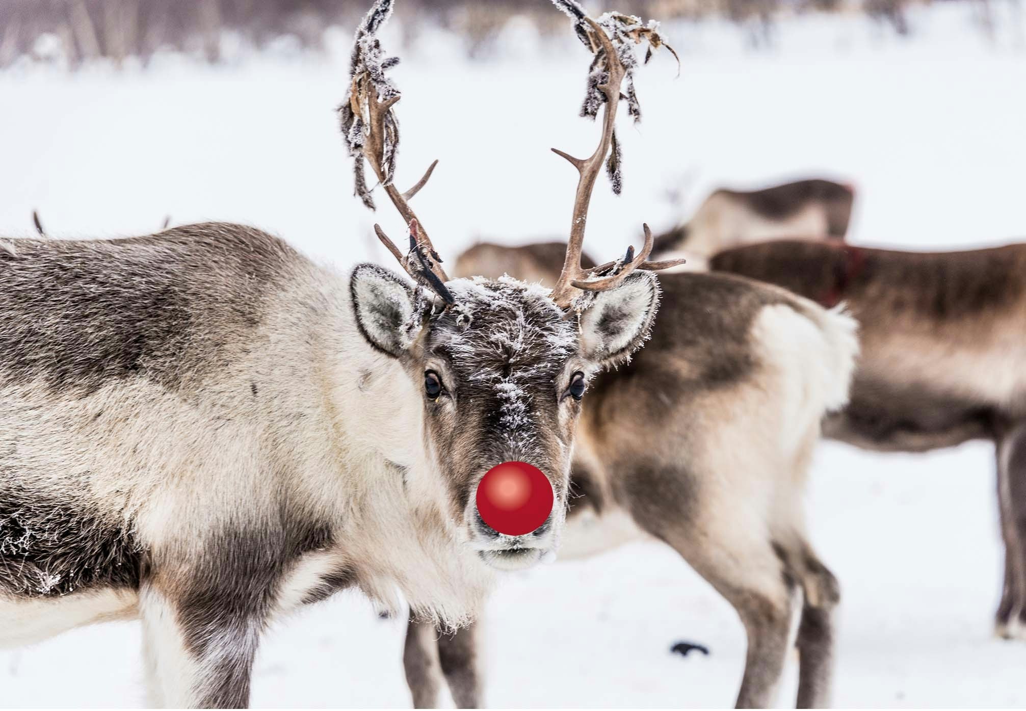 Hvem navngav Rudolf med den røde tud? | historienet.dk