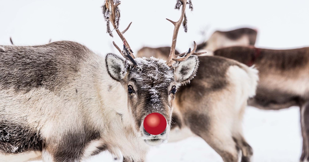Hvem navngav Rudolf med den røde tud? | historienet.dk