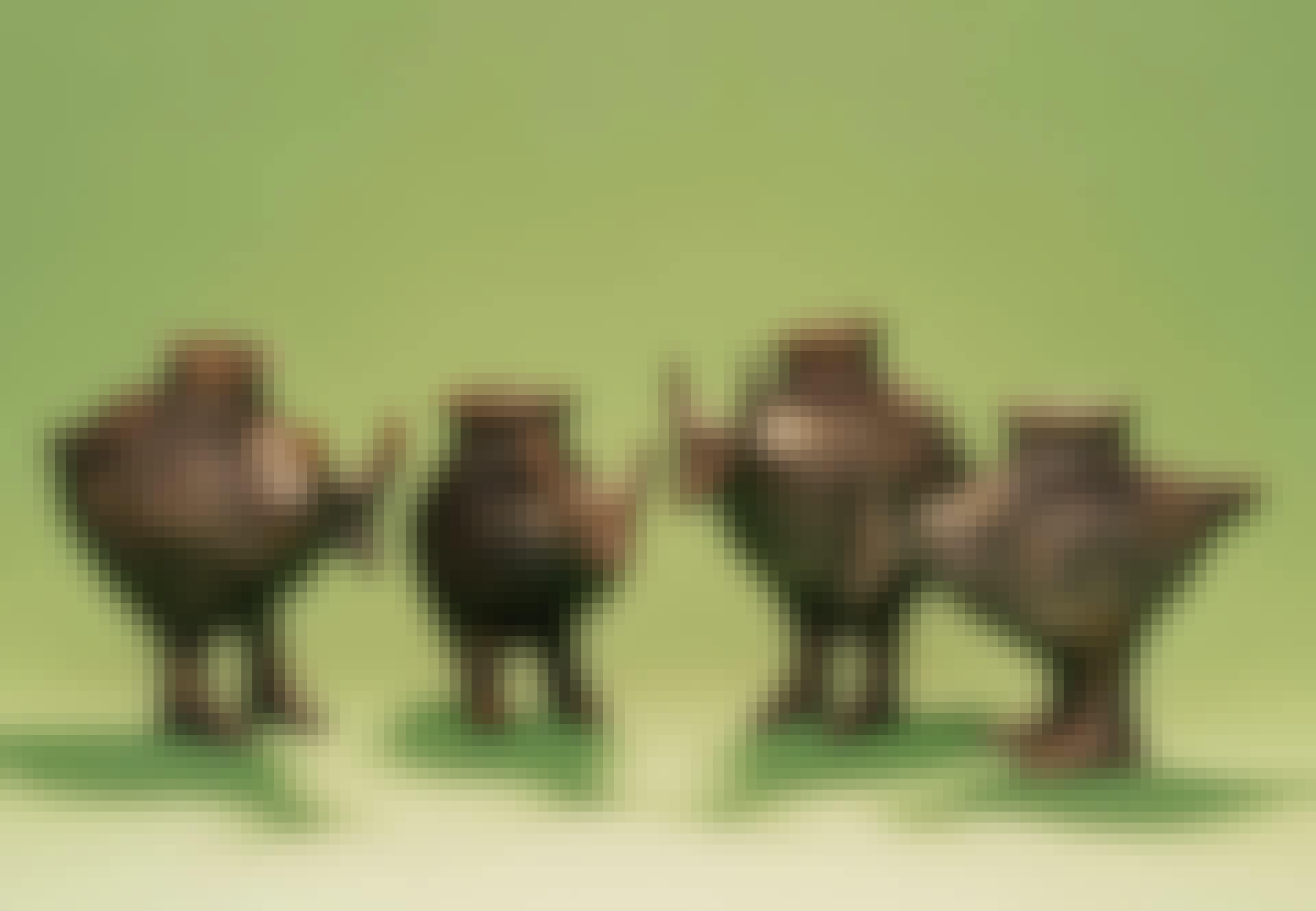Nokkamukeja