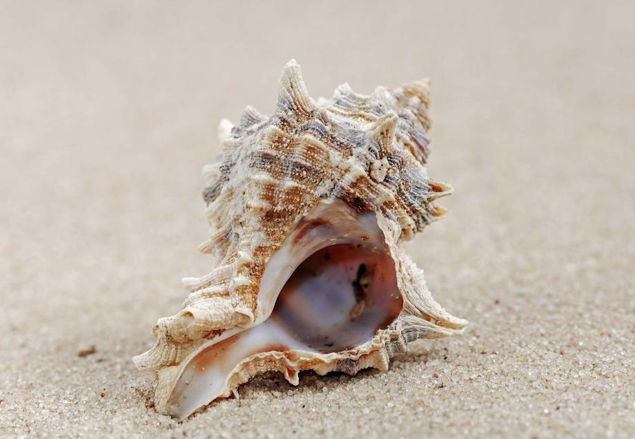 Snegl purpur Snegl purpur