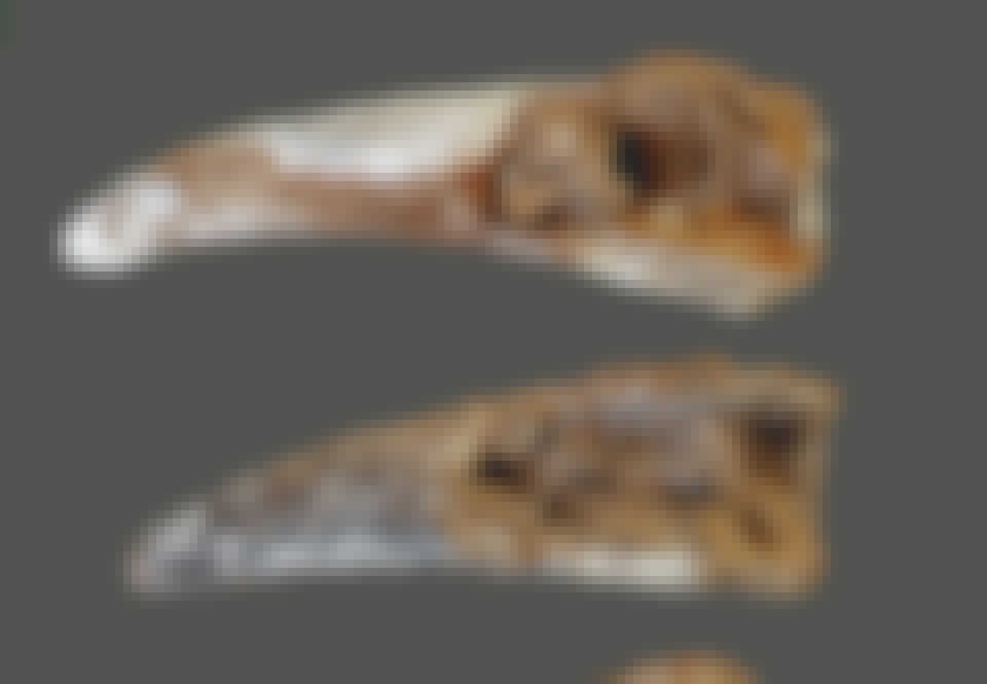 neandertalere_krabbekløer_teaser2 Neanderthalere Figueira Brava havdyr