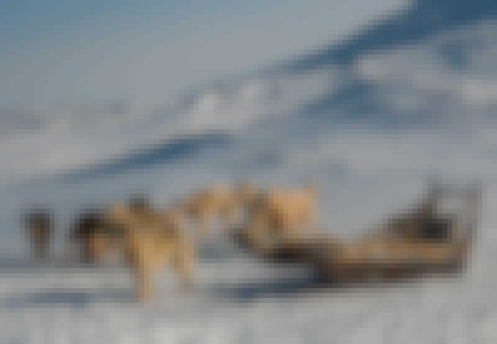 Slædehund, Grønland, rigtig slæde, oldgammel Slædehund, Grønland, rigtig slæde, oldgammel