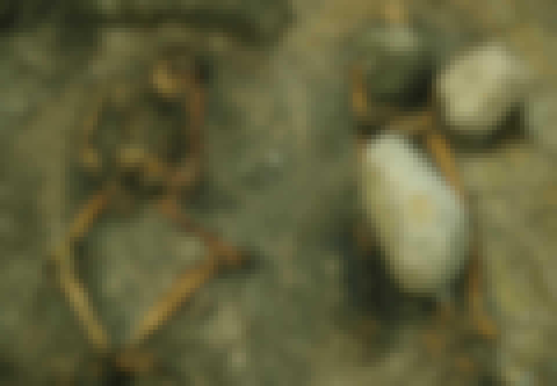 01_nyheder_troldkvinde_teaser