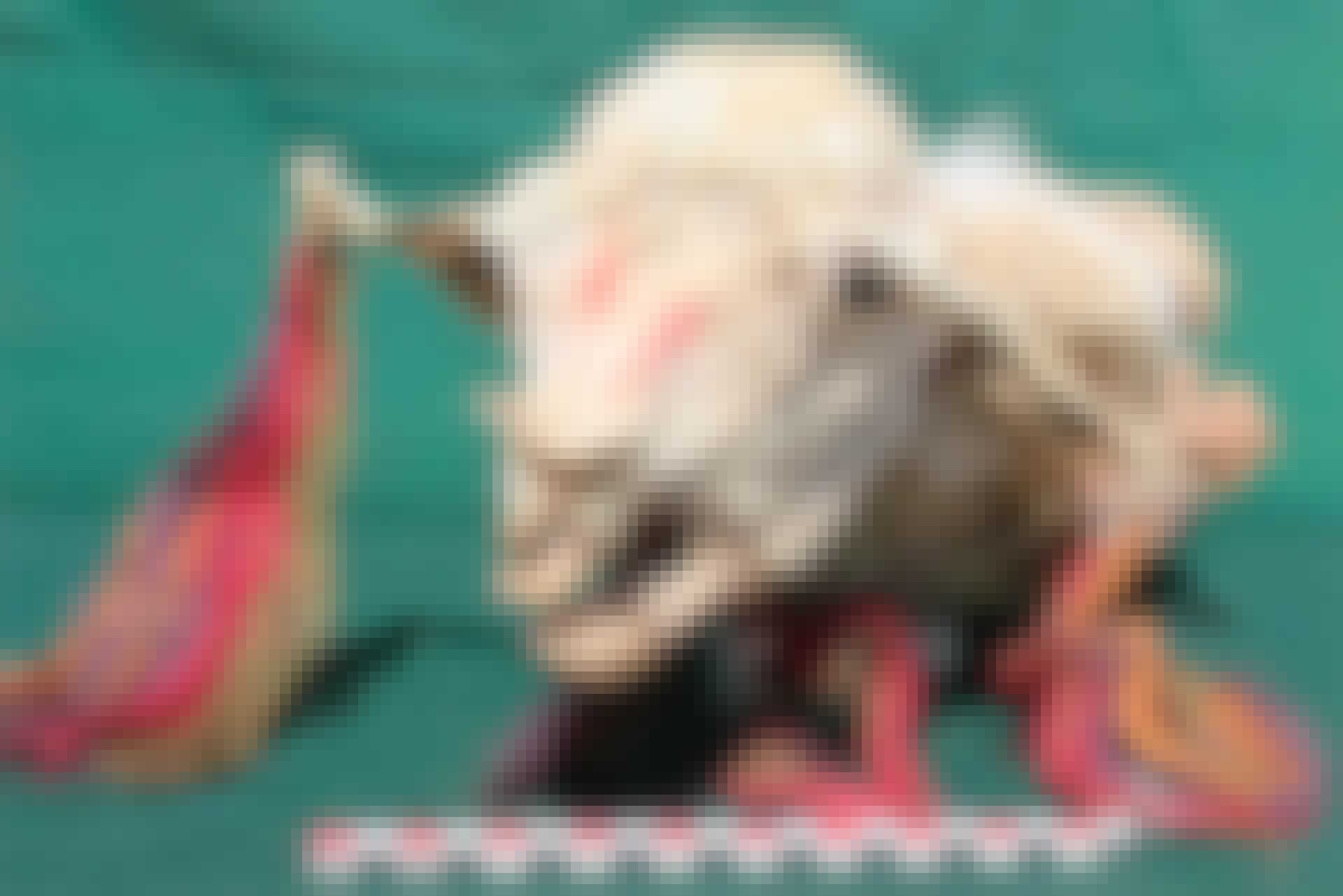 Nyheder_03_lama_lead