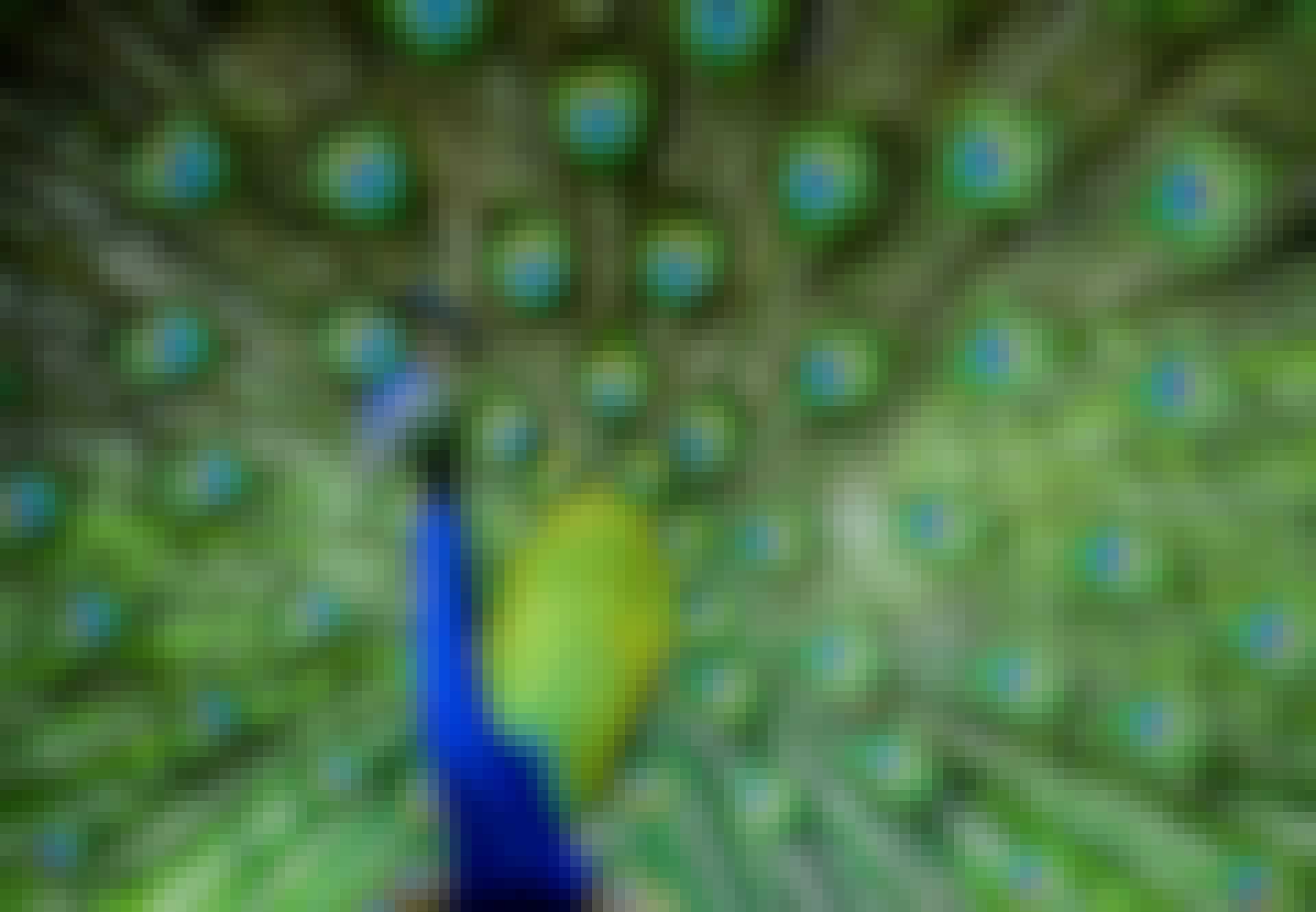 Spoerg_darwin_lead