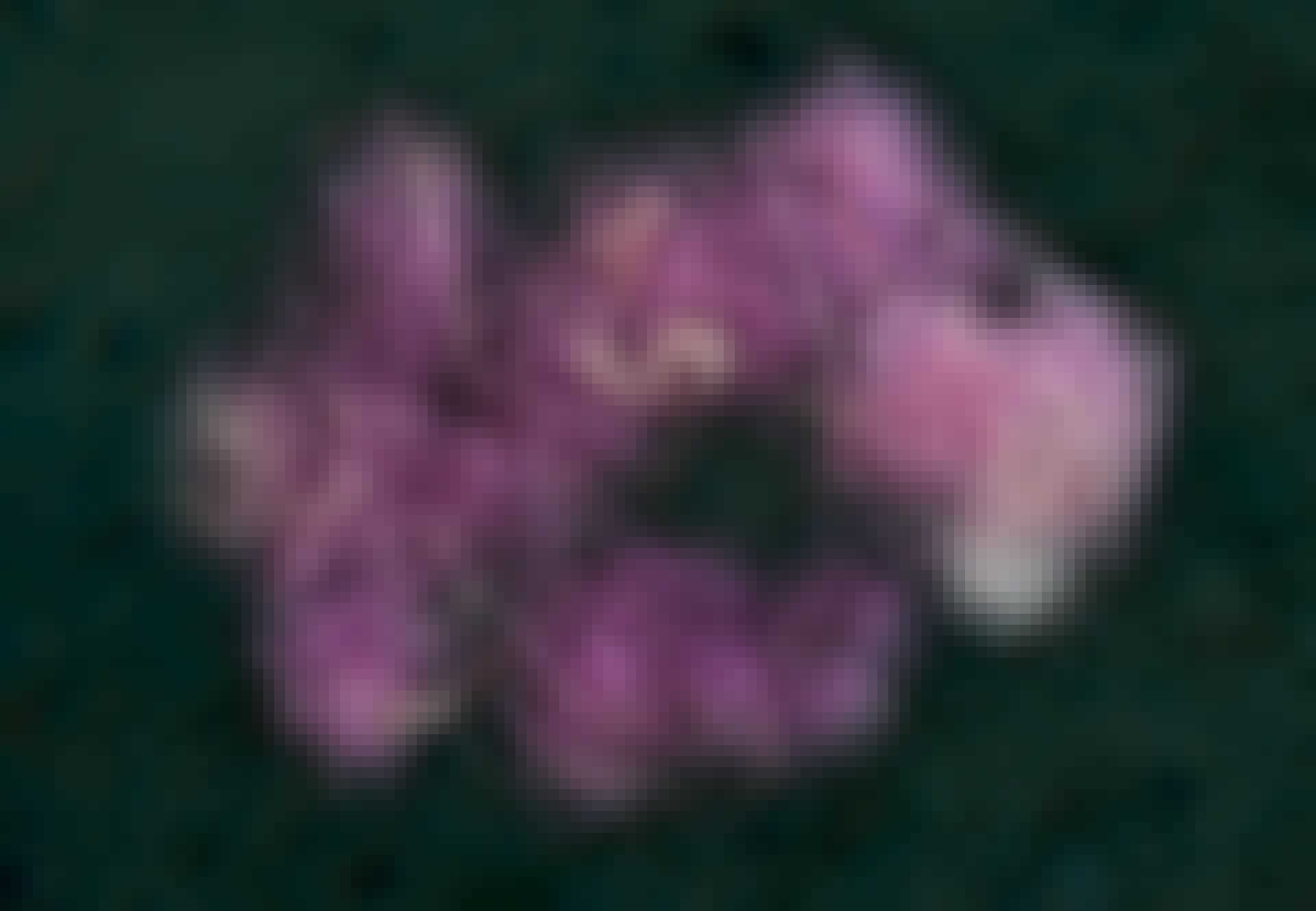Purpuruld_Lead_no_zoom