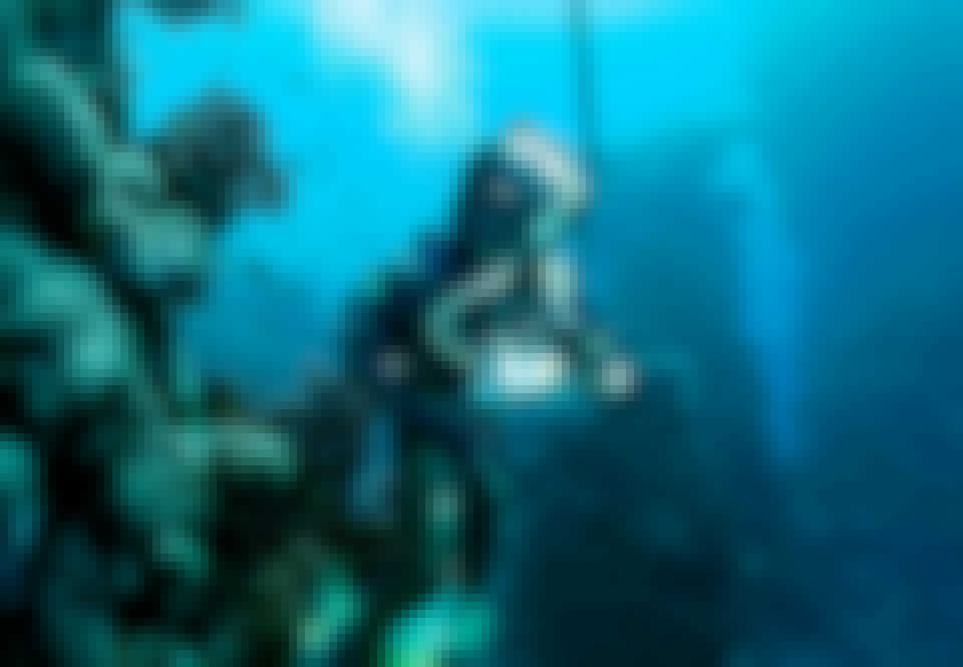 Havudforskningens-historie-lead-image Duiker verkent de zee