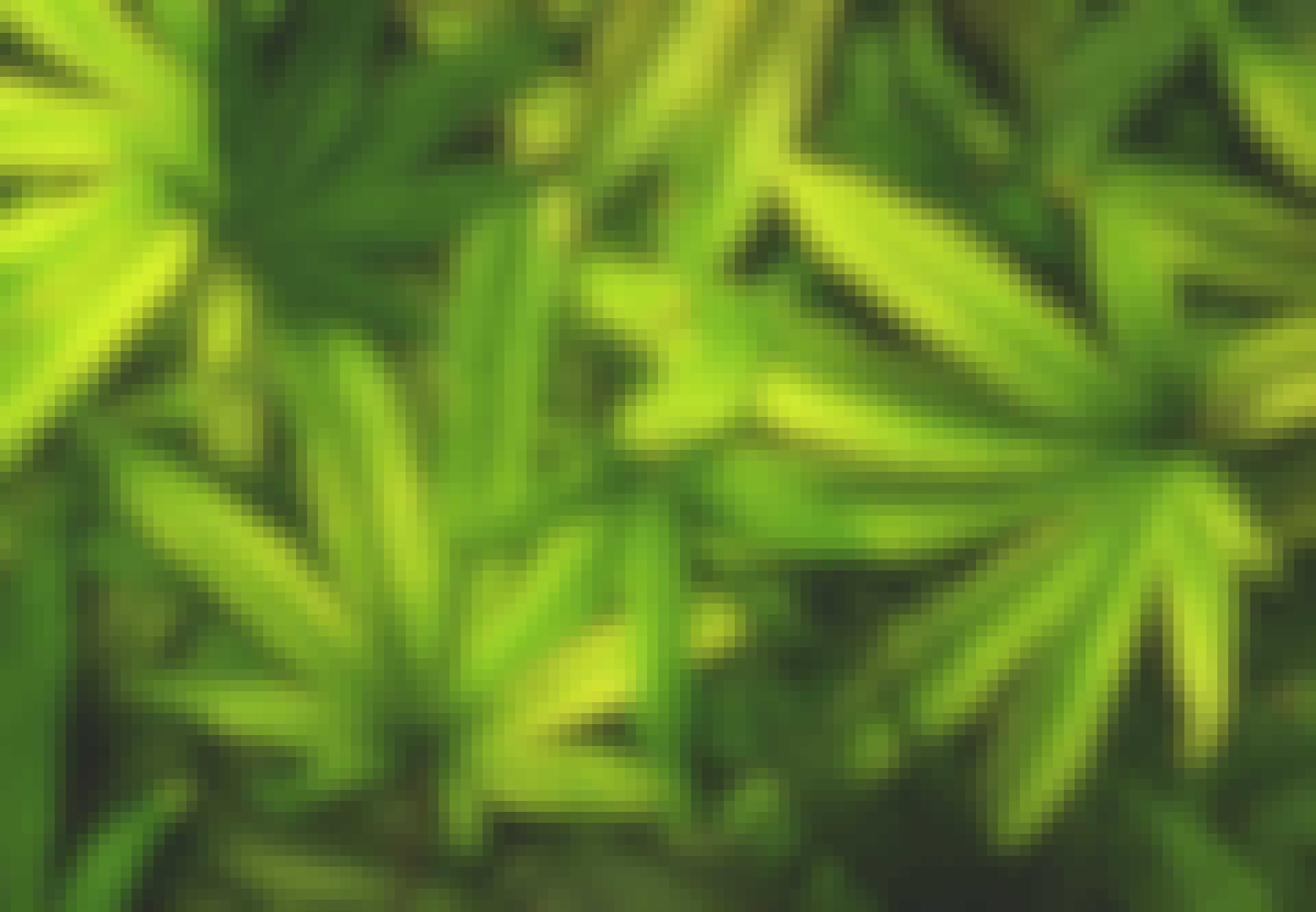 Cannabis - Hvornår begyndte vi at ryge hash? Hampaplantor