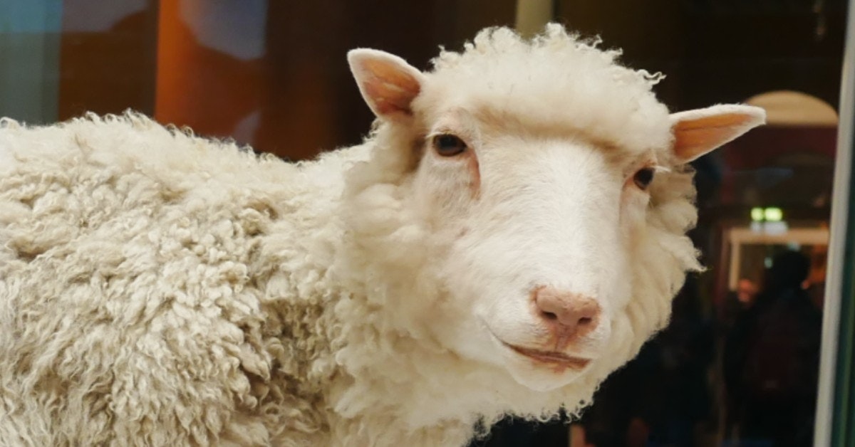 100 jaar VOOR Dolly werd er al een dier gekloond | historianet.nl