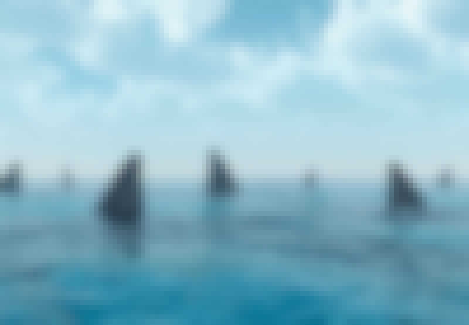 Hajfinner i havet Hajfinner i havet