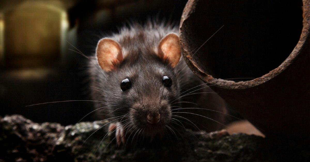 Rotten Ratten Marteling met ratten was een nachtmerrie | historianet.nl