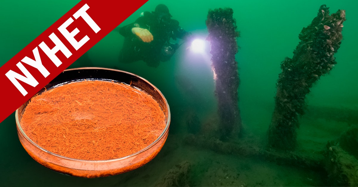 The Danish royal ship sank with a cargo full of spices