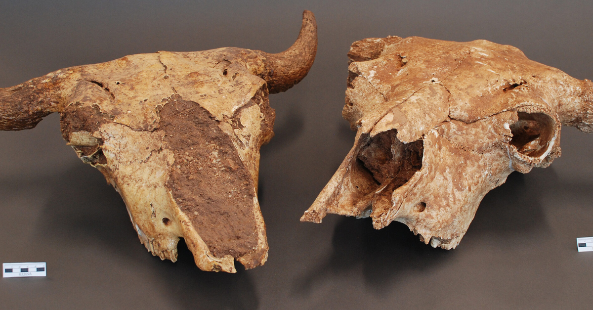 Neolithic people ate the contents of buffalo stomachs