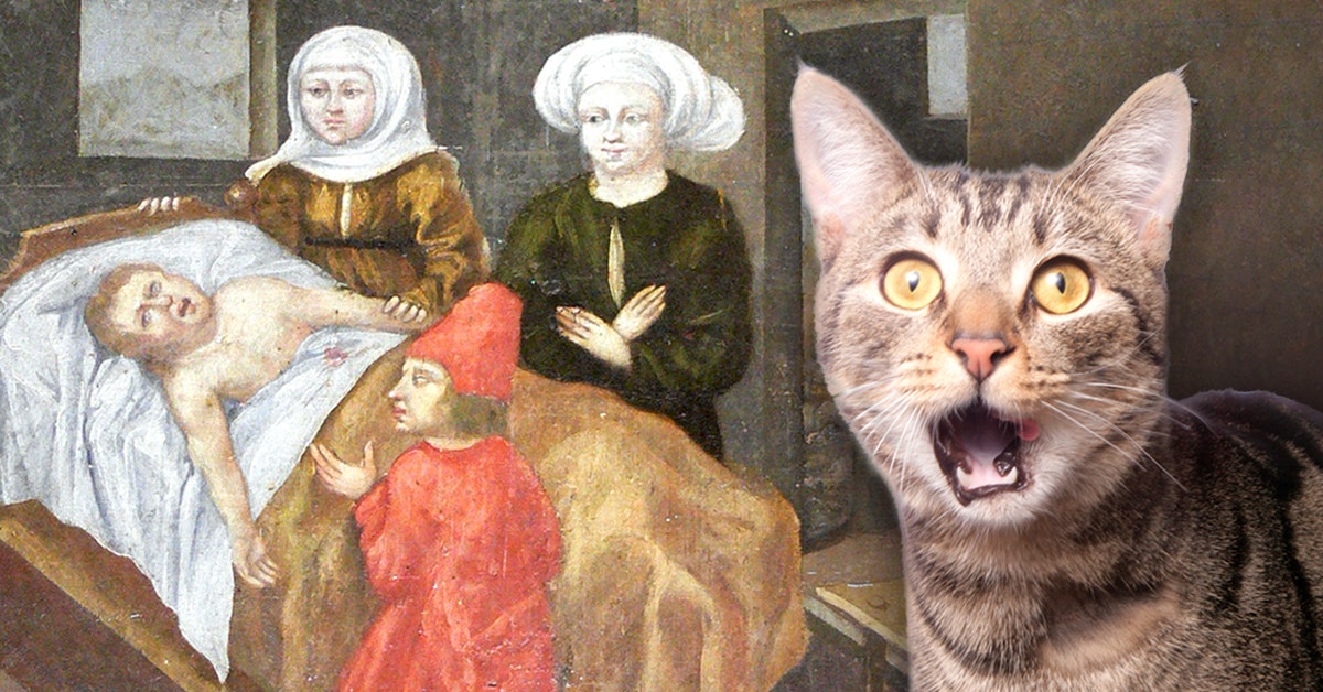 Medieval medical work: the boiled cat cures everything