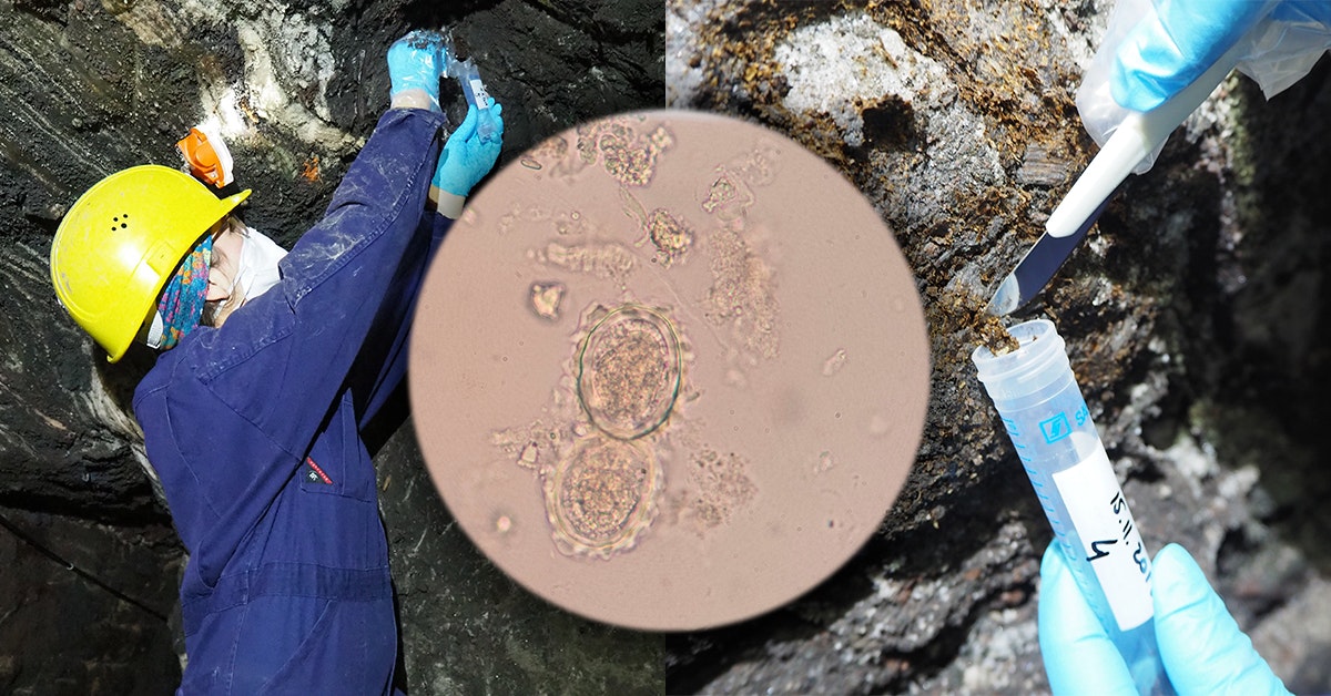 3.000 år gammel afføring afslører parasitangreb | historienet.dk
