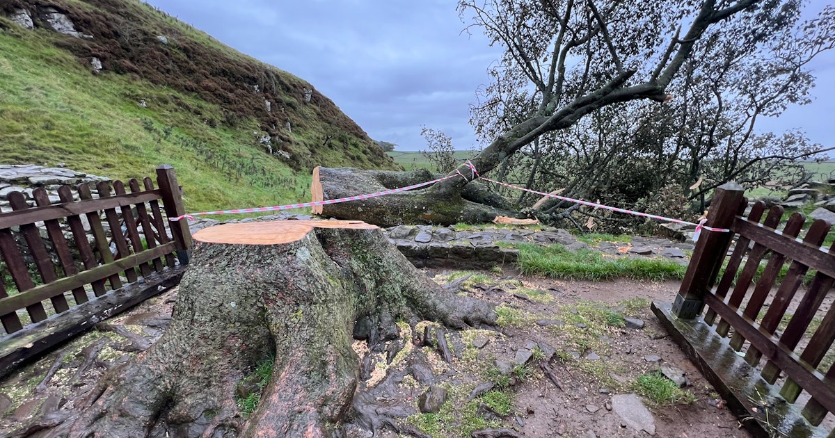 The suspect cut down the Robin Hood tree with a chainsaw The suspect cut down the Robin Hood tree with a chainsaw