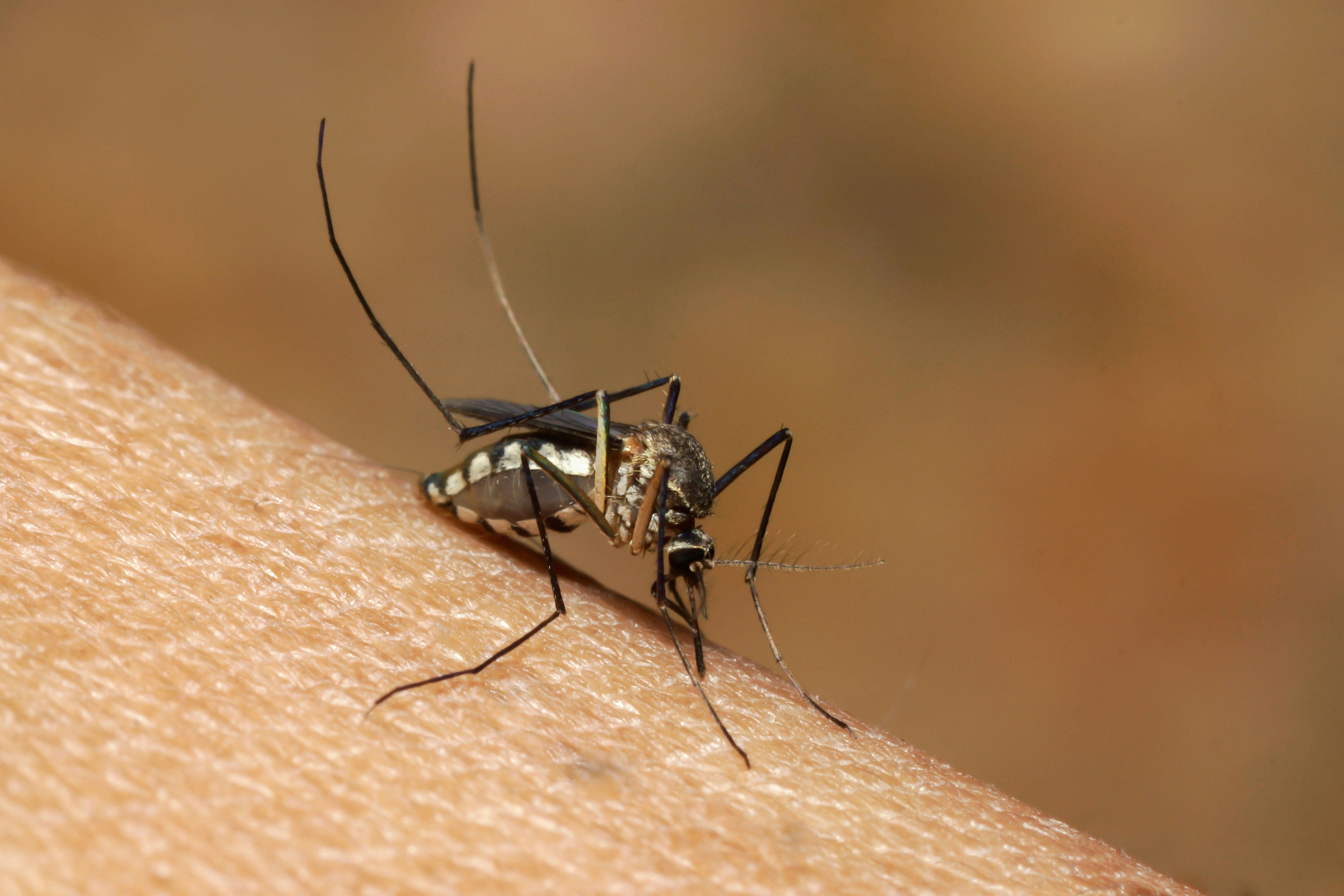 Vaal Mutta Insect Hyttyset ja sääsket – parhaat konstit hyttysten karkotukseen | KUNTO PLUS