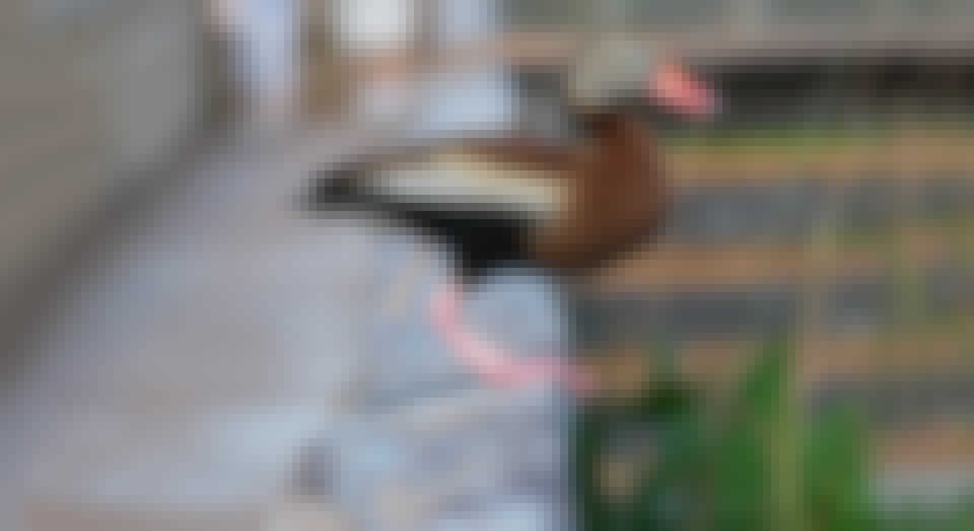 duck