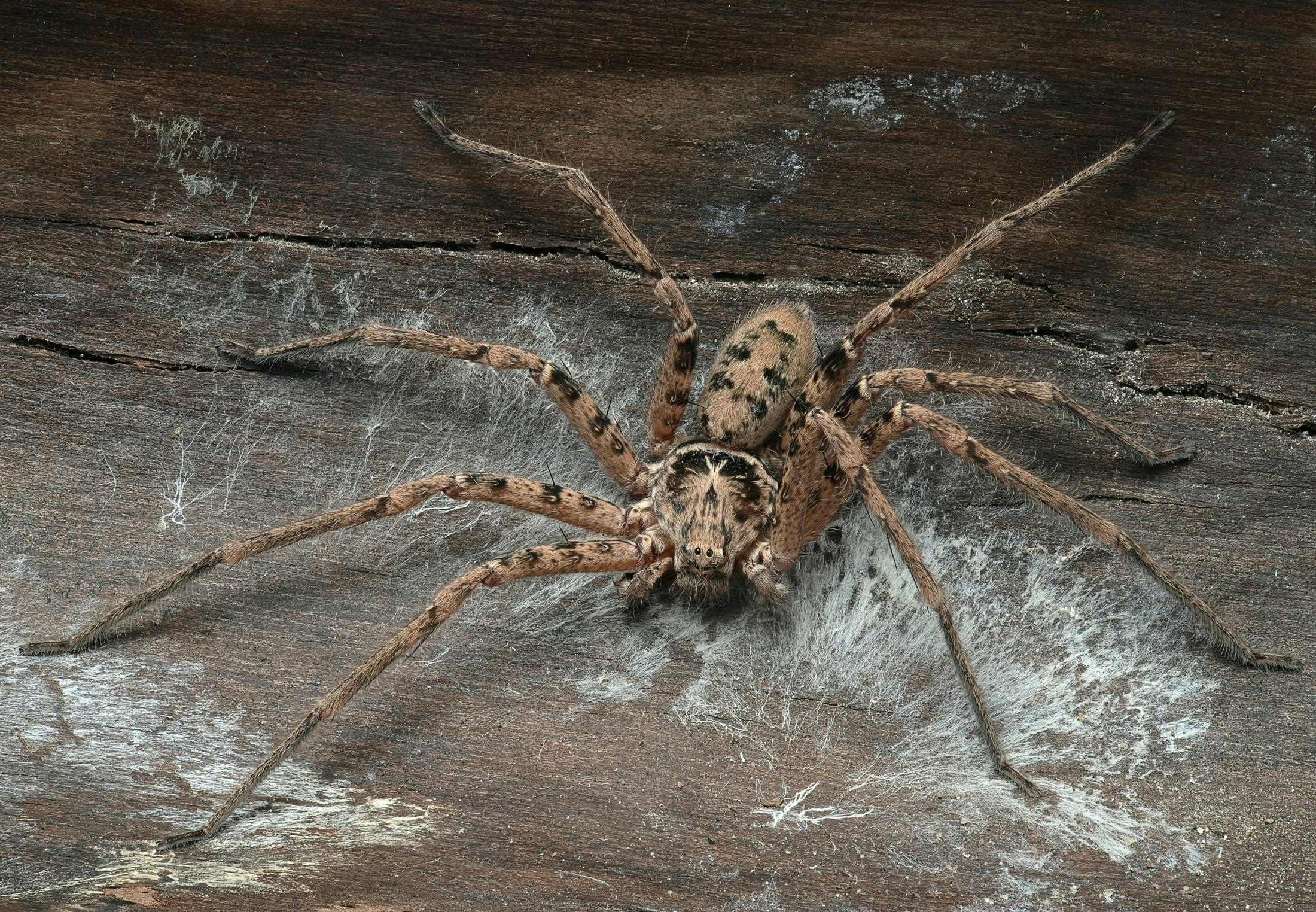 maailman-suurin-h-m-h-kki-mik-tieku-fi