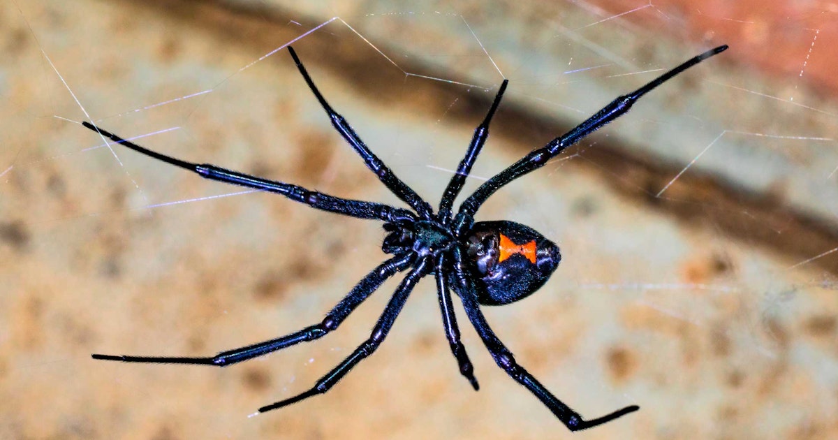 Edderkopp Fanger Enklere Liv () Edderkopp Fanger Enklere Liv