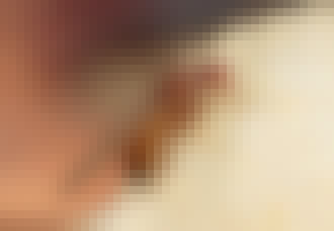 Bananflugor Varifran Kommer Bananflugor Illvet Se