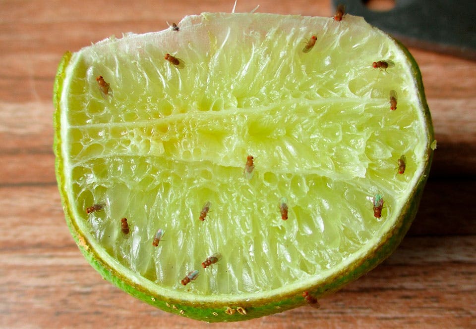 waar komen fruitvliegjes vandaan? | wibnet.nl
