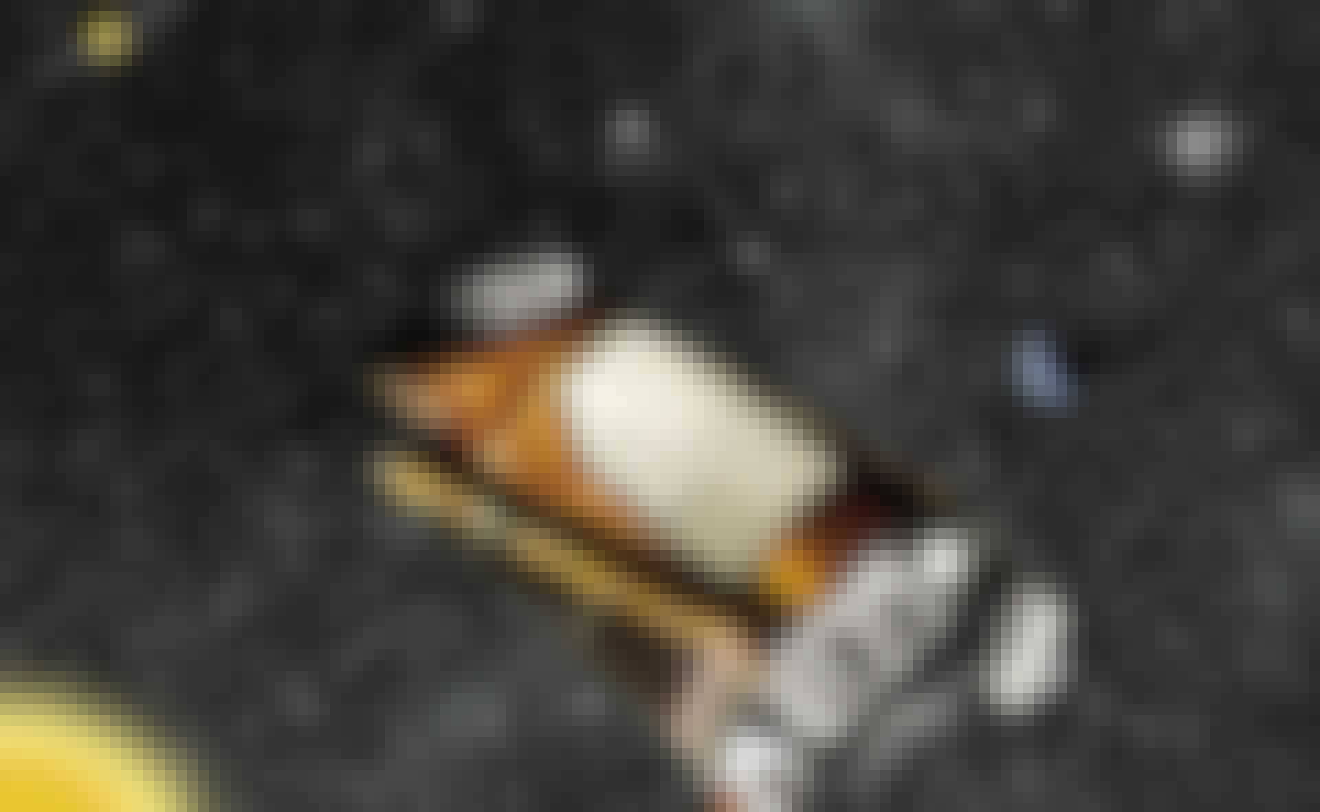 Keplertelescoop