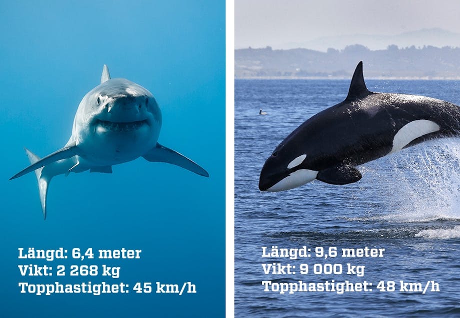 Haj vs späckhuggare Haj vs späckhuggare