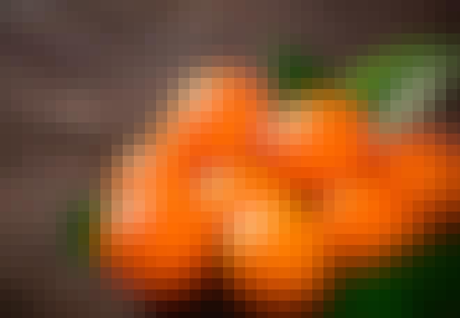 Kræft Kræft