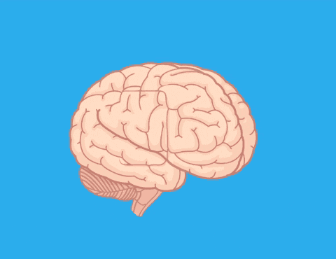 Inferior frontal gyrus Inferior frontal gyrus