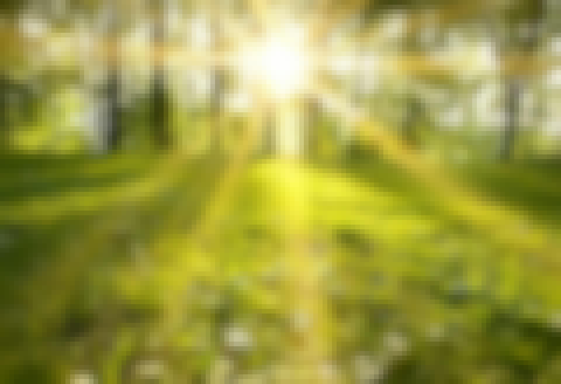 Lente-equinox