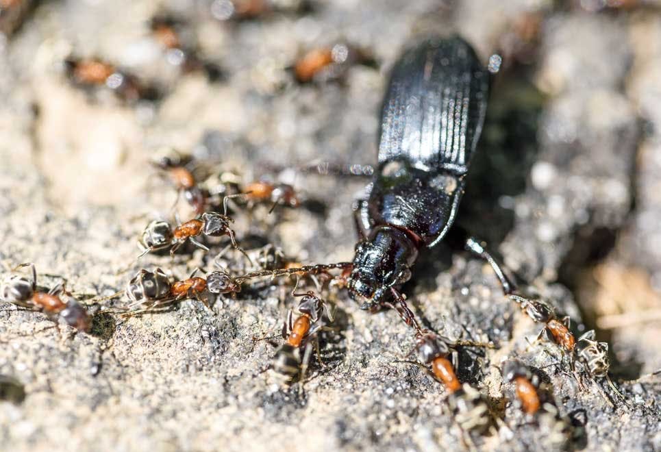 Insekter Insekter