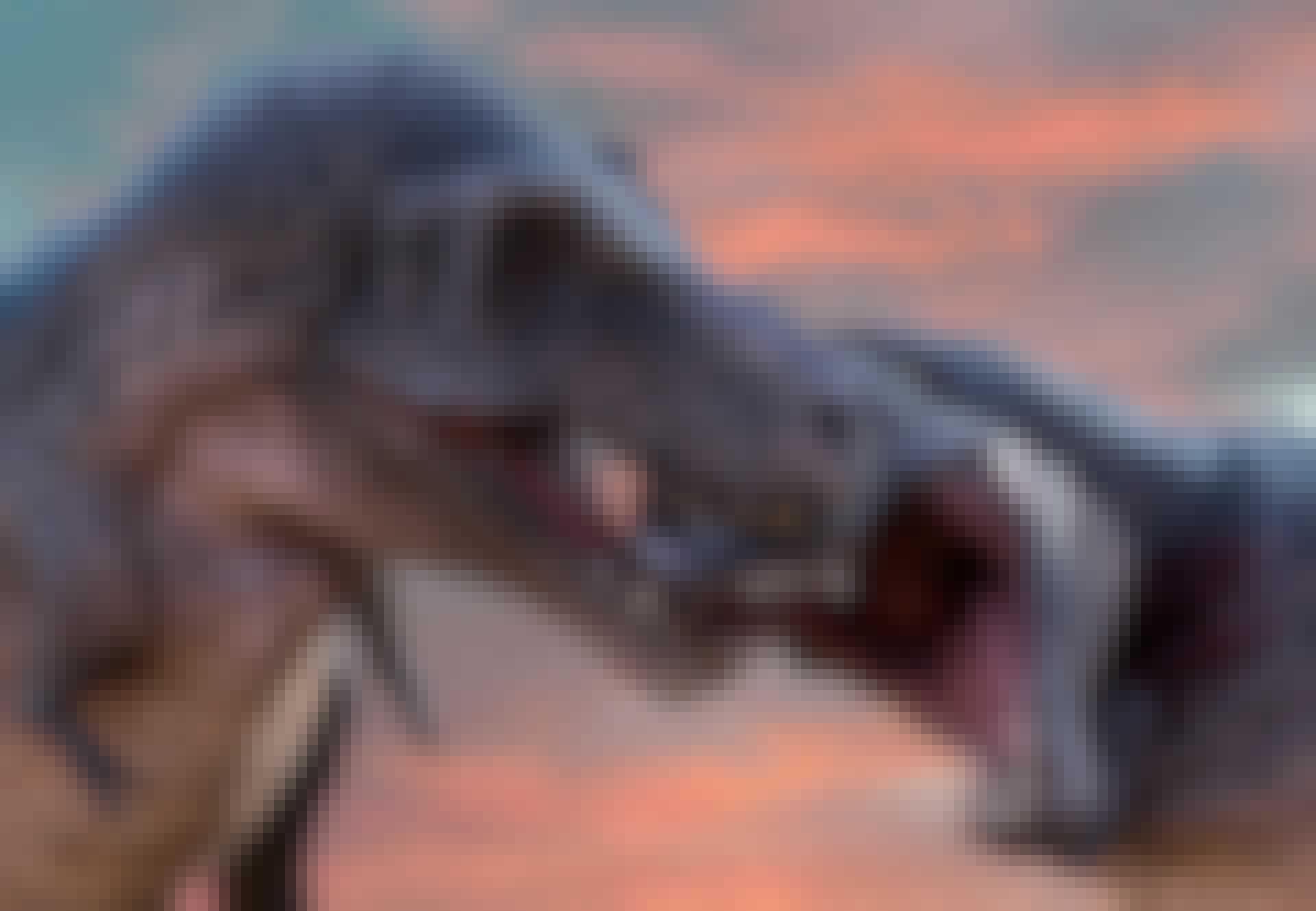 Tyrannosaurus rex Tyrannosaurus rex