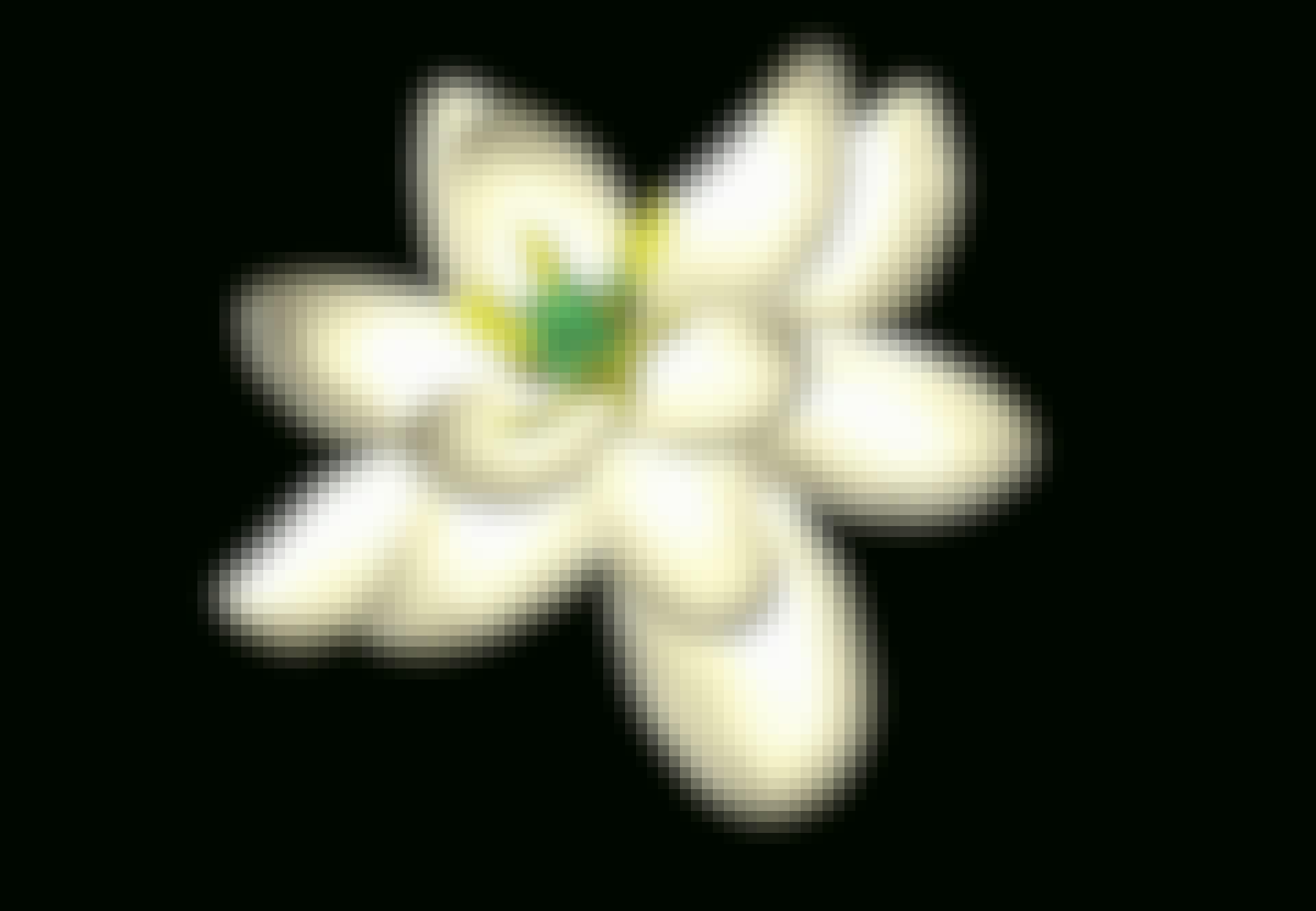 Blomma Blomma