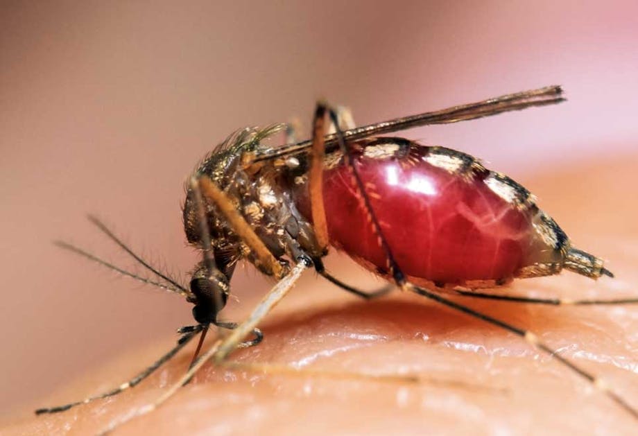 Malaria epidemi - Malariamyggen Malaria epidemi - Malariamyggen