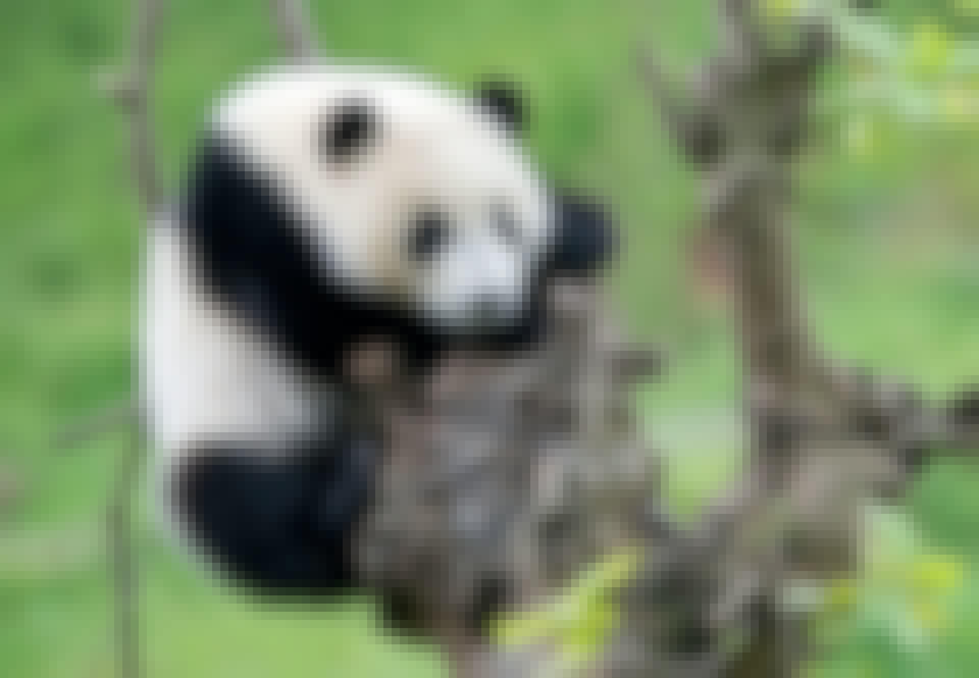 Panda Panda