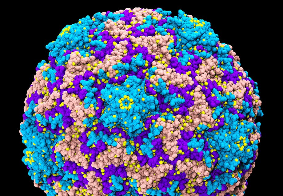 De meeste verkoudheden worden veroorzaakt door rhinovirussen, die met een diameter van 30 nanometer tot de kleinste virussen behoren. De meeste verkoudheden worden veroorzaakt door rhinovirussen, die met een diameter van 30 nanometer tot de kleinste virussen behoren.
