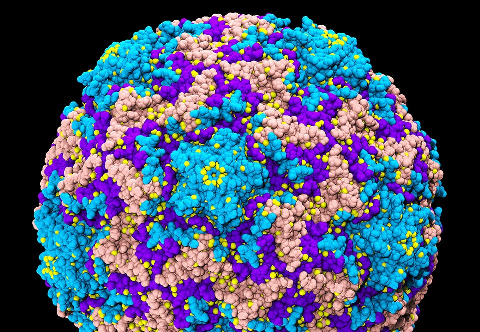 De fleste forkølelser skyldes rhinovirusser, der med en diameter på 30 nanometer hører til de mindste virusser. De fleste forkølelser skyldes rhinovirusser, der med en diameter på 30 nanometer hører til de mindste virusser.