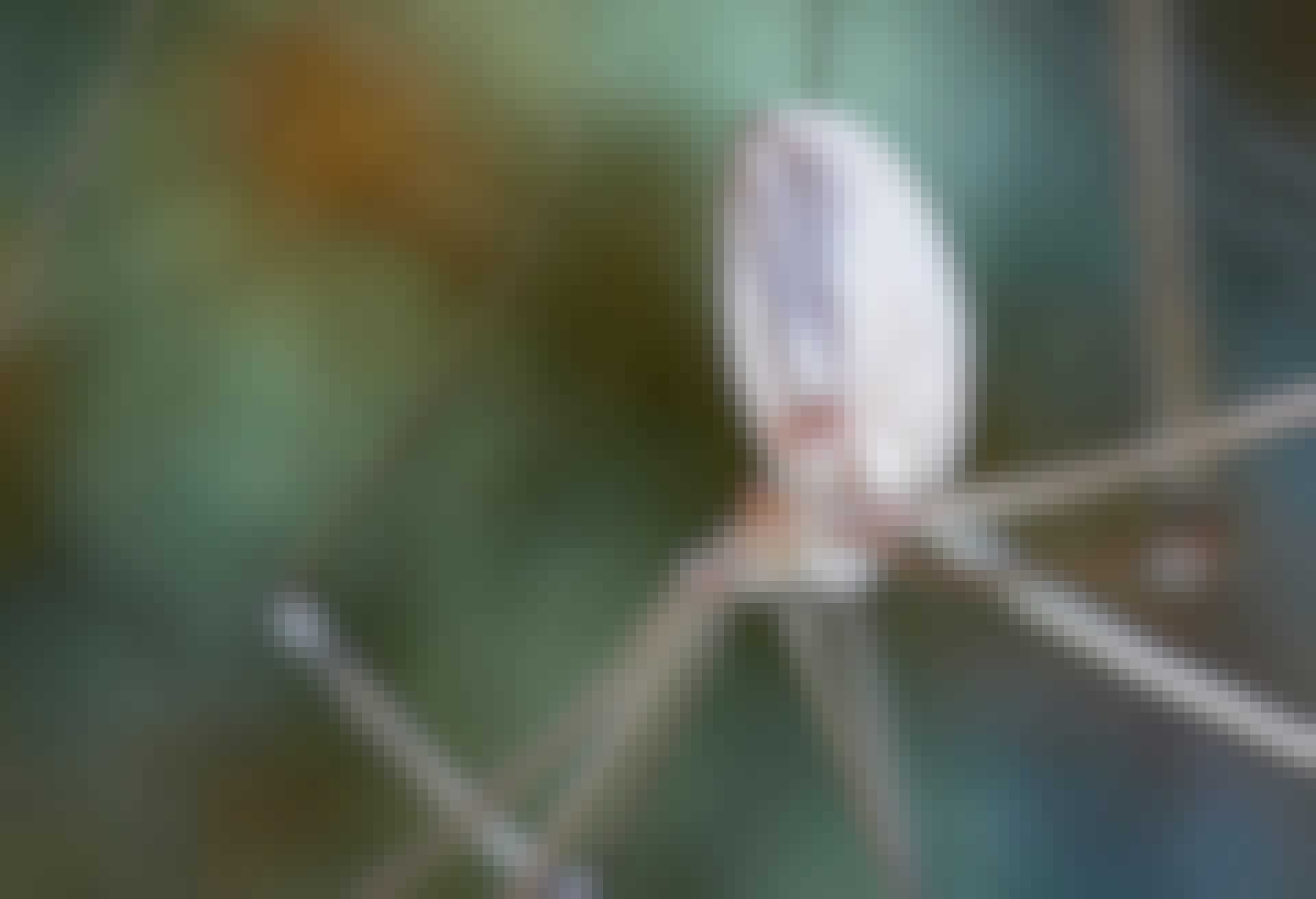 Edderkop med spindelvæv