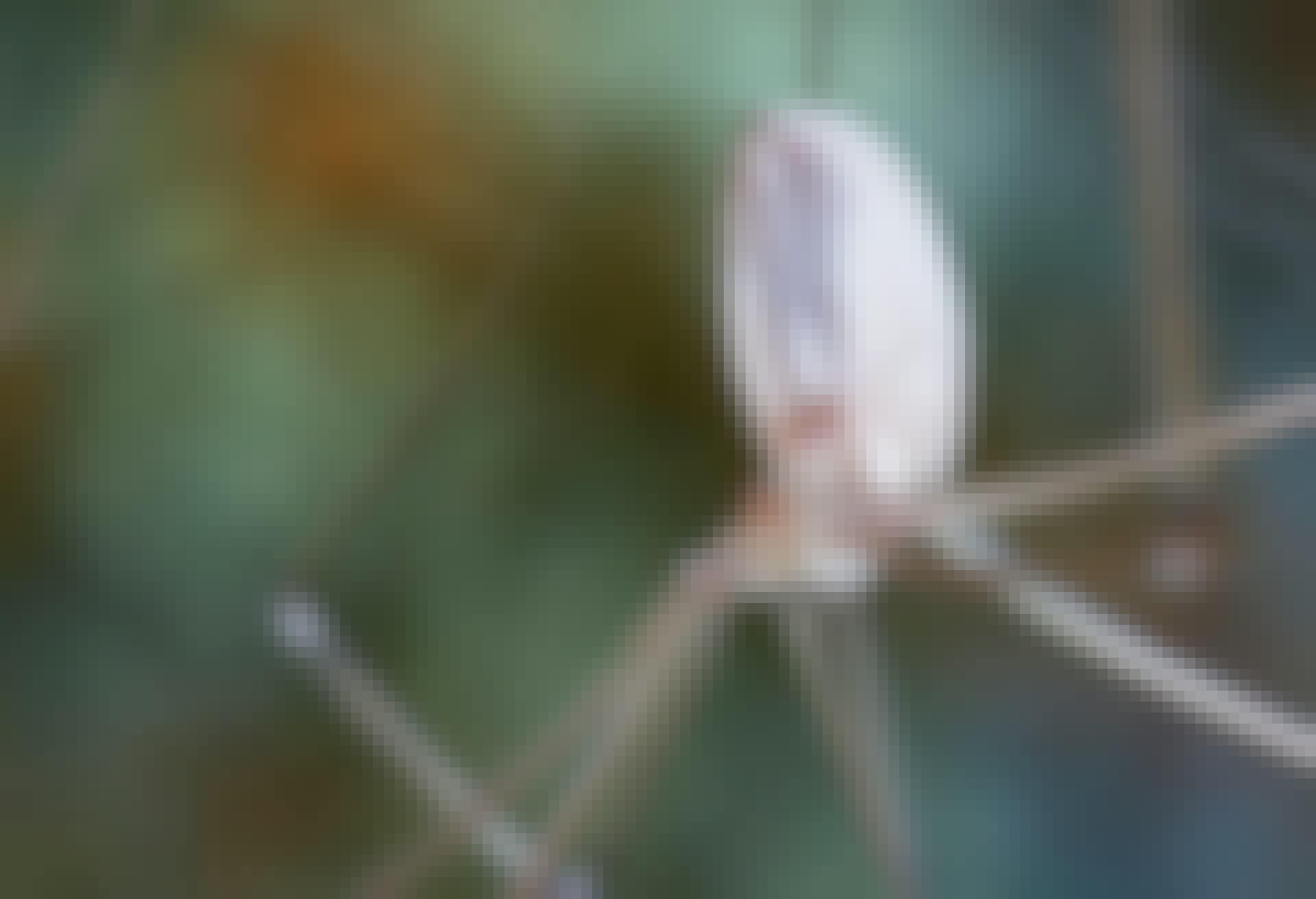 Spindel med spindelväv