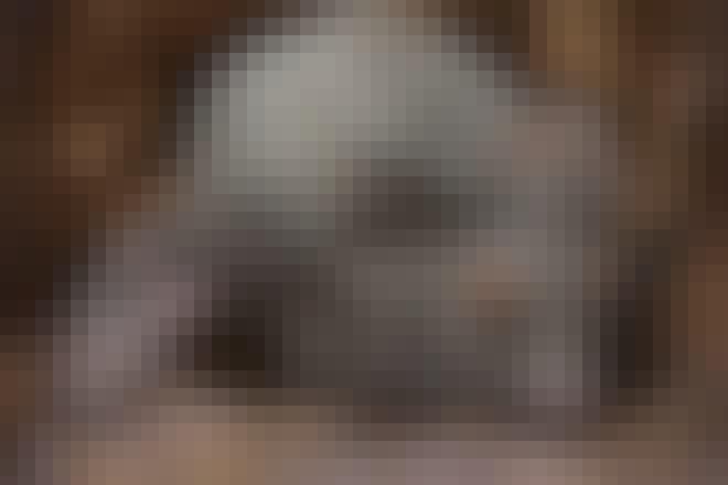 voldsom sex - dyresex pungdyr voldsom sex - dyresex pungdyr