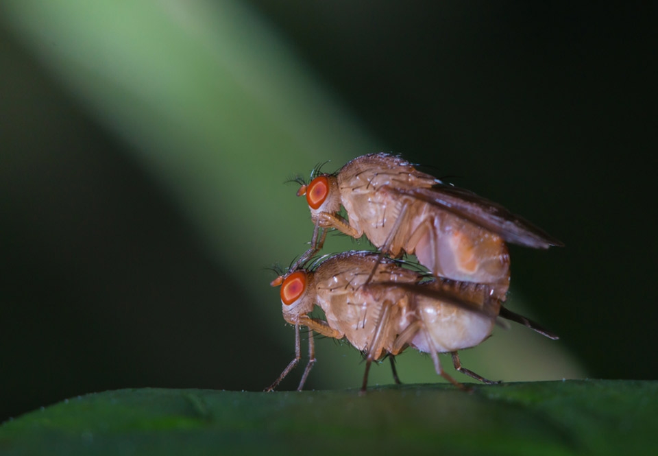 Shane Diesel teini porno