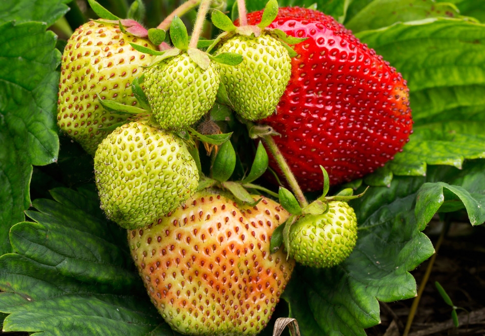 Planten | wibnet.nl