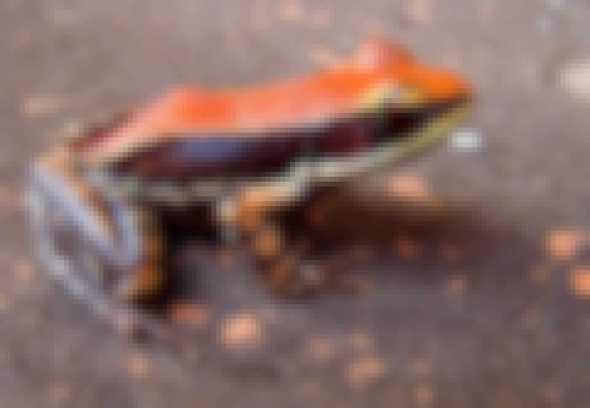 VIRUSDREPER VIRUSDREPER