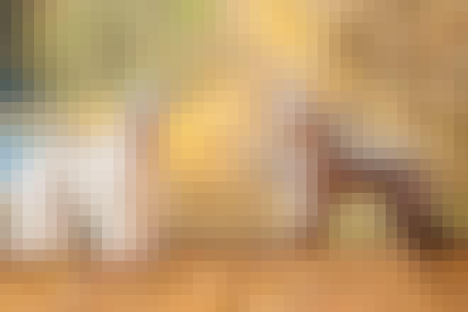 Afghanhund Afghanhund